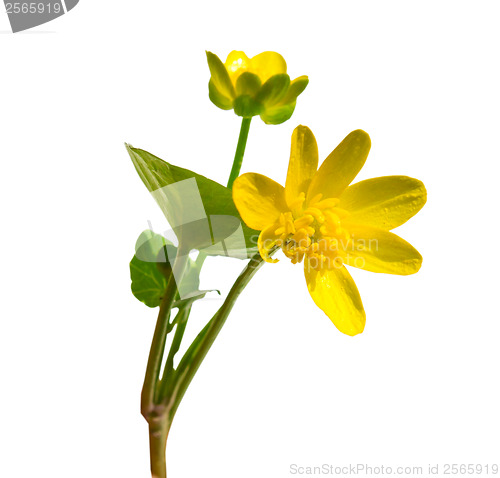 Image of Wild Field spring yellow flower Gagea lutea isolated on white ba