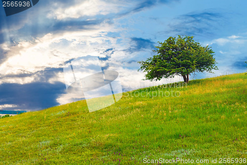 Image of tree green field sky hill grass landscape blue