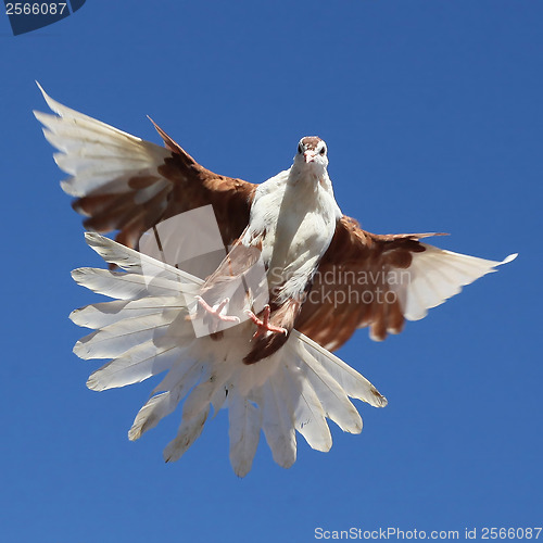 Image of White brown pigeon dove flying against the blue sky