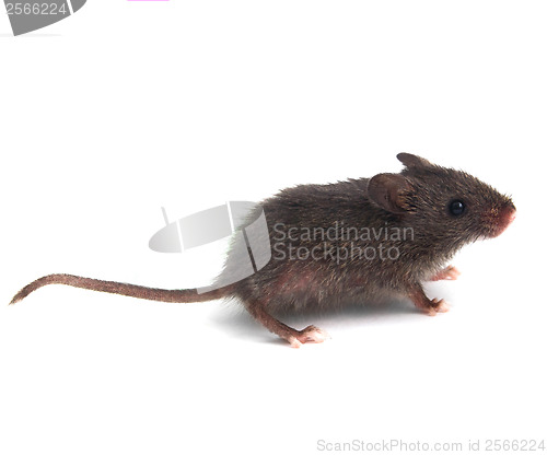 Image of wild little gray mouse on white background
