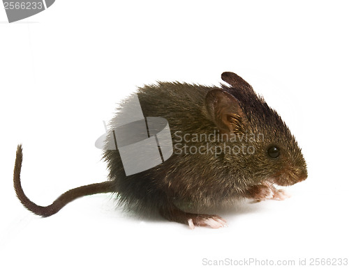 Image of wild rat mouse sniffing is isolated with a white background