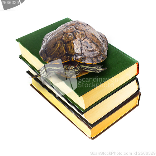 Image of turtle sitting on top pile old books isolated on white backgroun