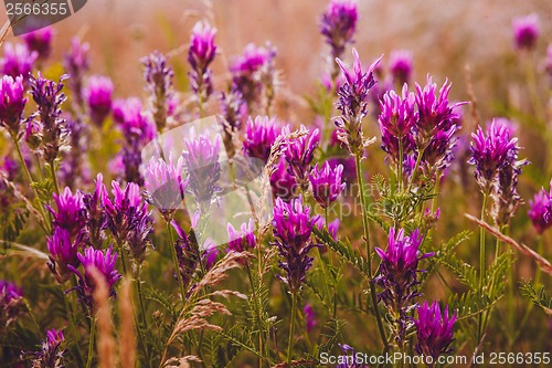 Image of lavender flower purple field nature flowers color