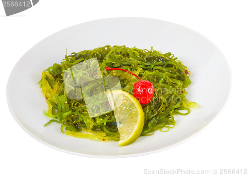 Image of green and algae seaweed isolated on white background clipping pa