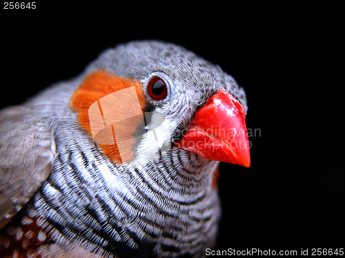 Image of Zebra Finch