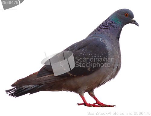 Image of gray wild pigeon dove sitting isolated on a white background