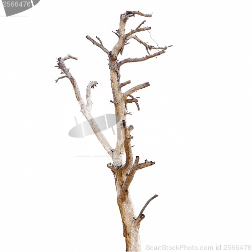 Image of dry pine tree isolated on white background