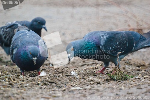 Image of gray two wild pigeon dove sitting