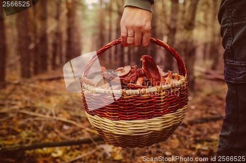 Image of female woman hand is holding a basket of wild mushrooms, late au