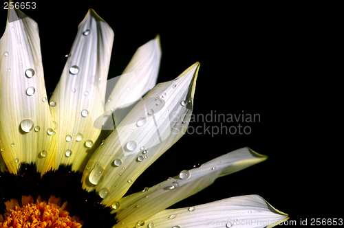 Image of flower with rain drops