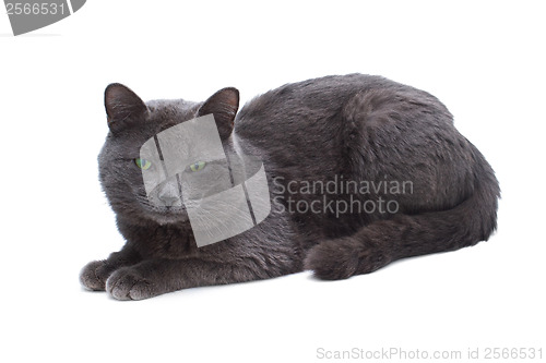 Image of yard grey cat with green eyes sitting looking towards isolated o