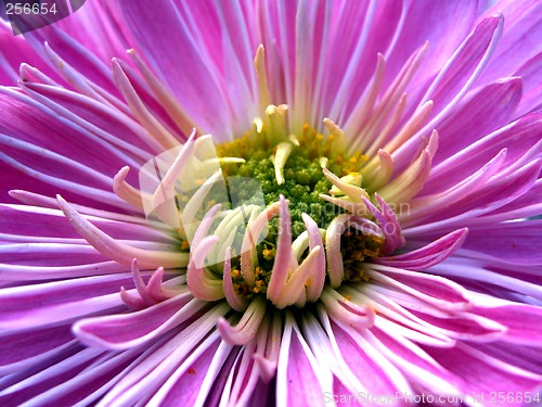 Image of Pink daisy