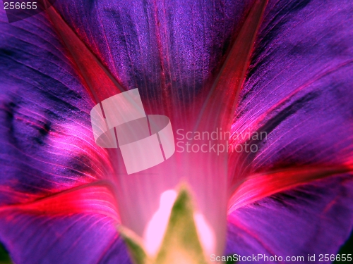 Image of Morning Glory