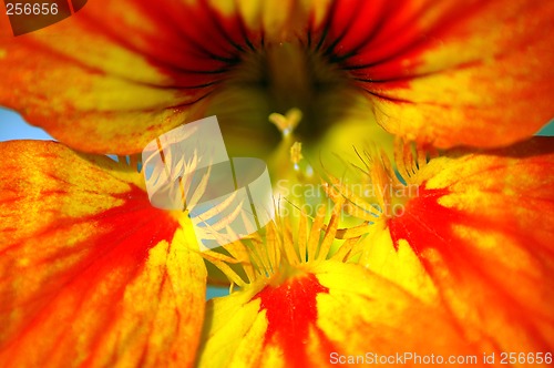 Image of Nasturtium