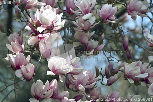 Image of Cherry Blossoms
