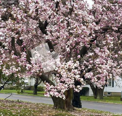 Image of Cherry Blossoms