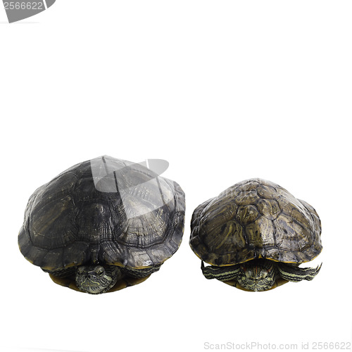 Image of two turtles are isolated