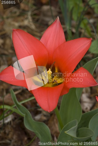 Image of Open Tulip