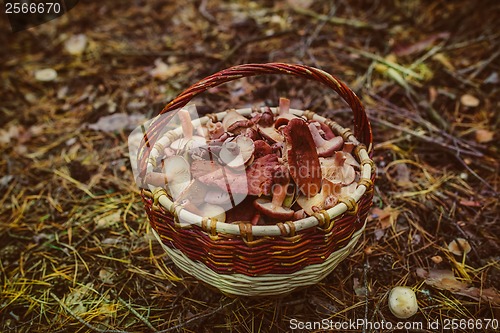 Image of Basket with mushrooms is in a pine forest, late autumn, edible f