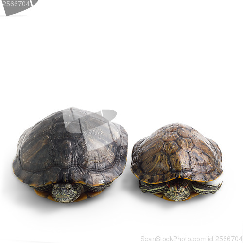 Image of two turtle isolated on white background