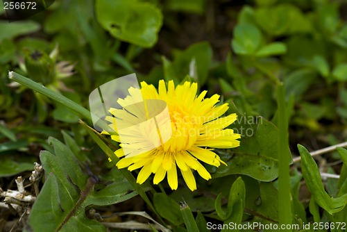 Image of Dandellions