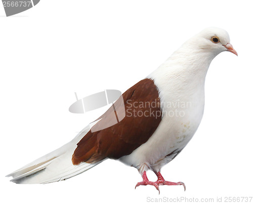 Image of Brown white dove sits isolated on a white background