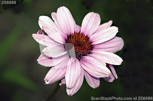 Image of Pink Sunflower