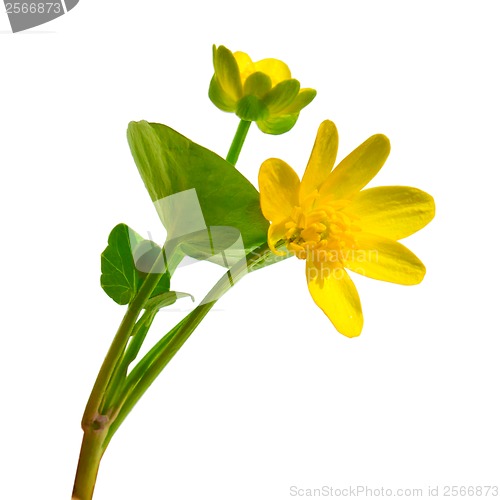 Image of Forest Ranunculus Ficaria spring buttercup yellow flower Chistya