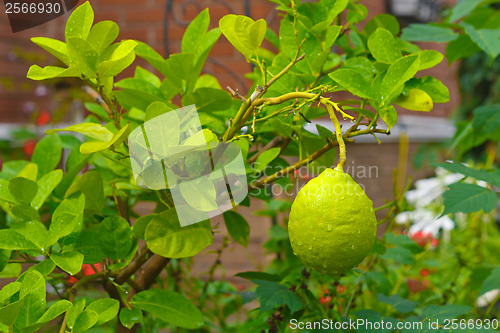 Image of lemon on a tree with leaves and drops of dew