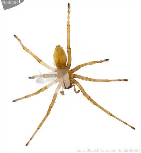 Image of brown spider Russia living (Huntsman spiders) in house isolated