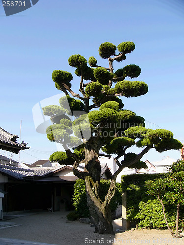Image of japanese tree