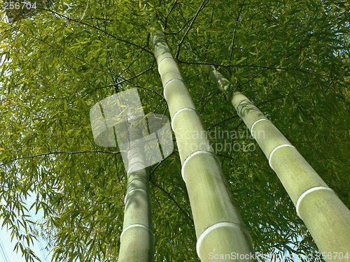 Image of bamboo trees look up