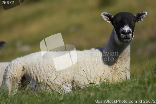 Image of Single sheep lying in green field