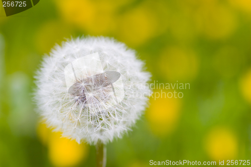 Image of Dandelion in a meadow