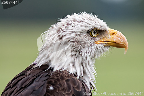 Image of Bald eagle