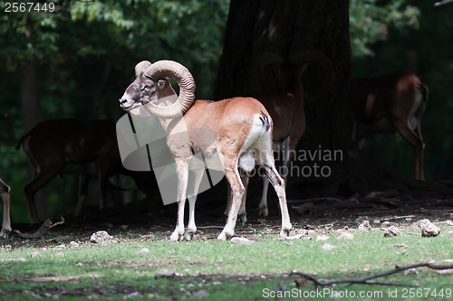 Image of Mouflons