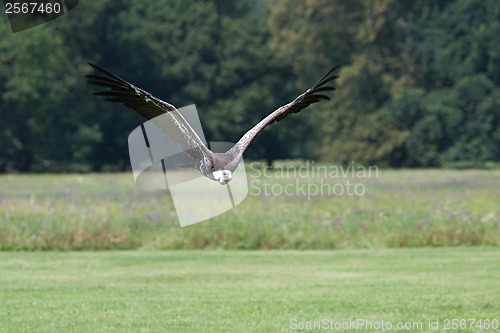 Image of Flying vulture