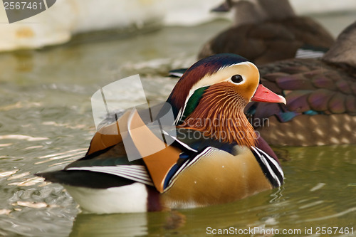 Image of Mandarin duck