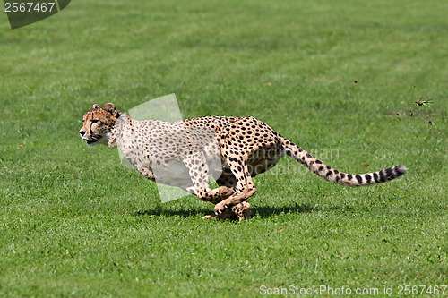 Image of Running cheetah