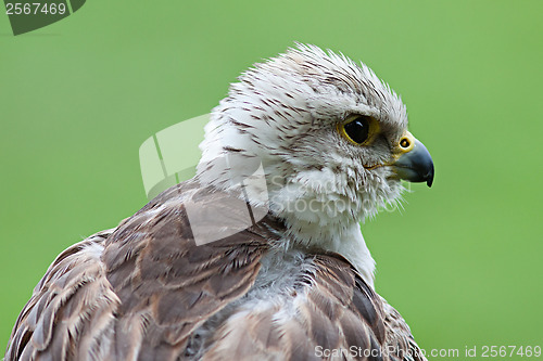 Image of Young bald eagle