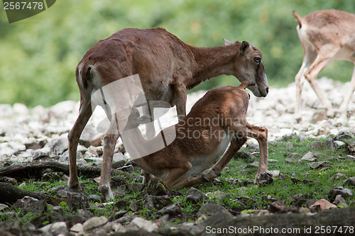 Image of Young deer