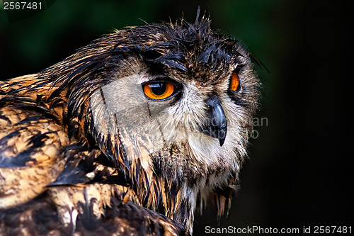 Image of Bubo bubo