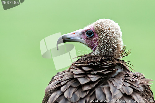 Image of Vulture