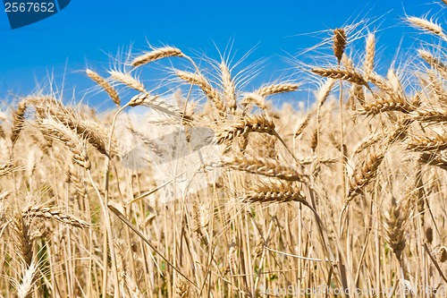 Image of Wheat field
