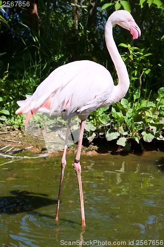 Image of Flamingo