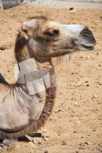 Image of Camel