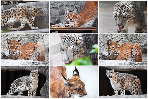 Image of Lynx and Snow Leopard