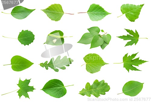 Image of Green Leaves