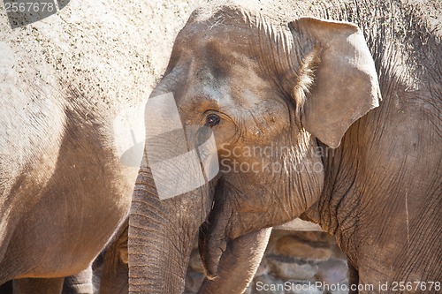 Image of Elephant