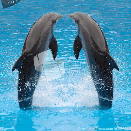 Image of Dolphin twins